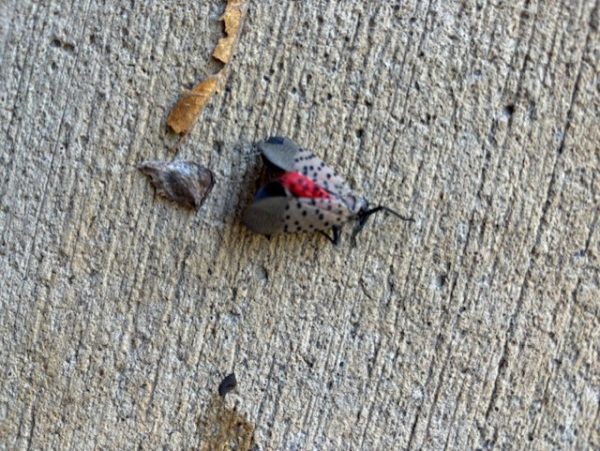 A SLF crawls on the sidewalk in front of the high school.